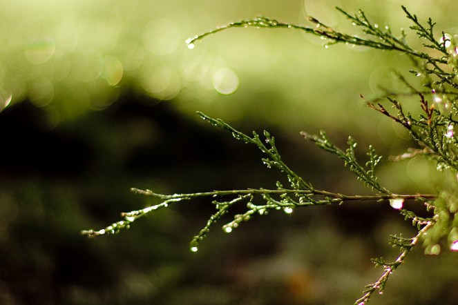 "fiddler's green" © Harold Lloyd, 2009. CC BY-NC-SA 2.0.