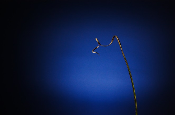 "curl shine" © Jon Fife, 2007. CC BY-SA 2.0.