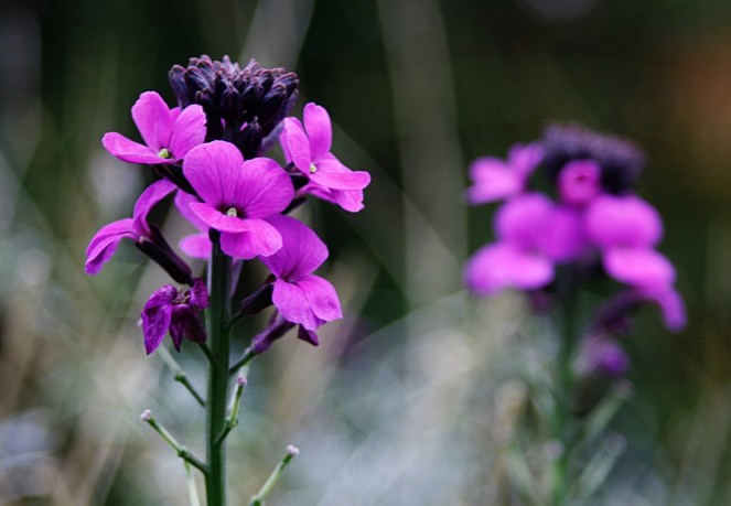 "Winter's Tale" © Doug Wheller, 2008. CC BY-NC-SA 2.0.