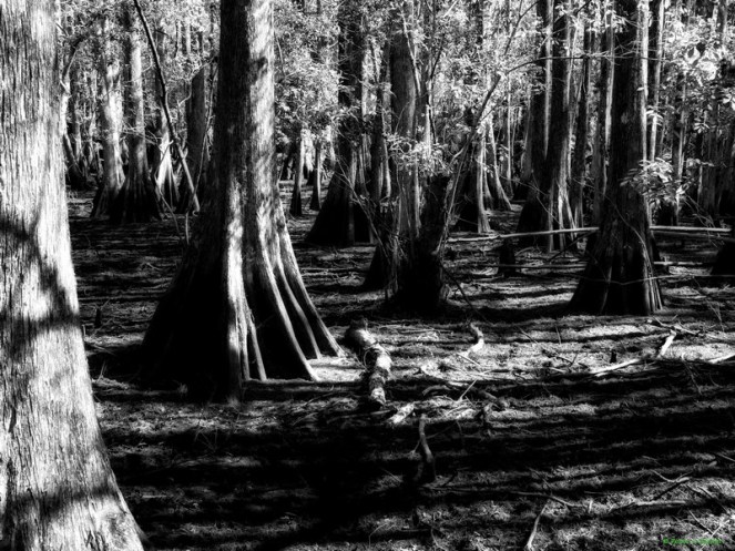 "Cypress Mystery" © Peter Barker, 2011. CC BY-NC-ND 2.0.