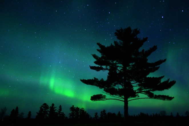 "White-Pine-Aurora" © Charlie Stinchcomb, 2005. CC BY 2.0.