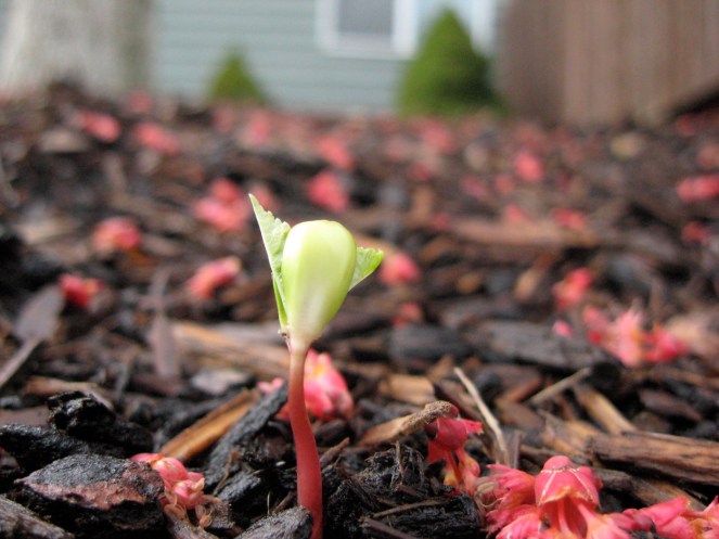 "Sprouting!" © mekabra, 2009. CC BY-NC-ND 2.0.